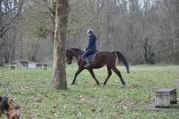 Vente de cheval : KAHYASI