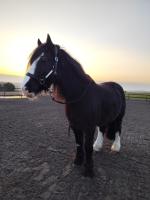 Vente de cheval : Prince 