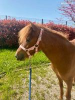 Vente de poney