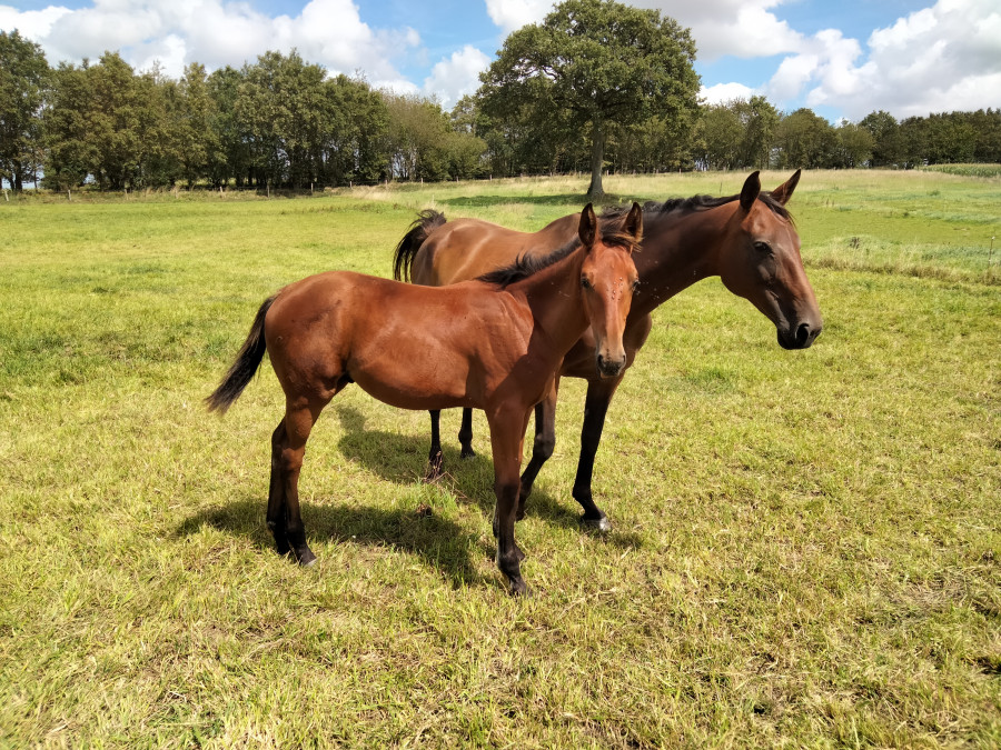 Vente de chevaux