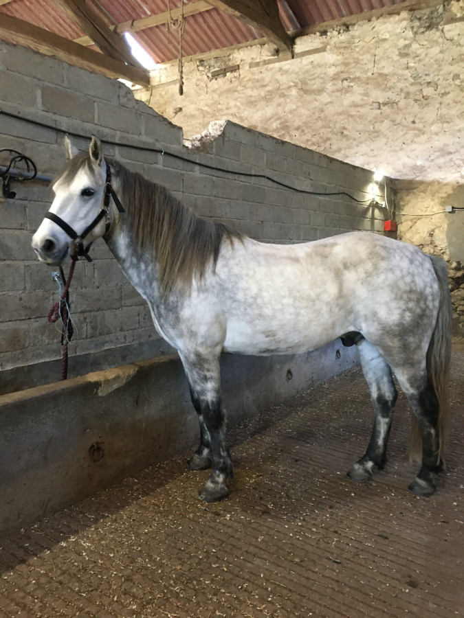Vente de cheval : INDHY - INARI MYA DES TERNES