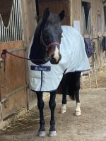 Vente de cheval : Braddy de cyad
