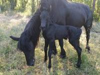 Vente de cheval : maori