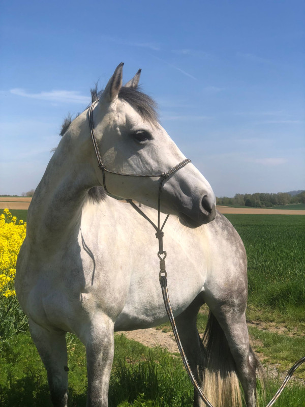 Vente de chevaux