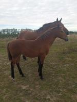 Vente de cheval : Nabilla des Aiguis