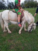 Vente de poney