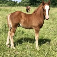 Vente de cheval : Pops perle d'or