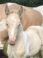 Vente de cheval : Prcieuse perle d'or