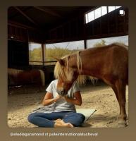 Vente de poney