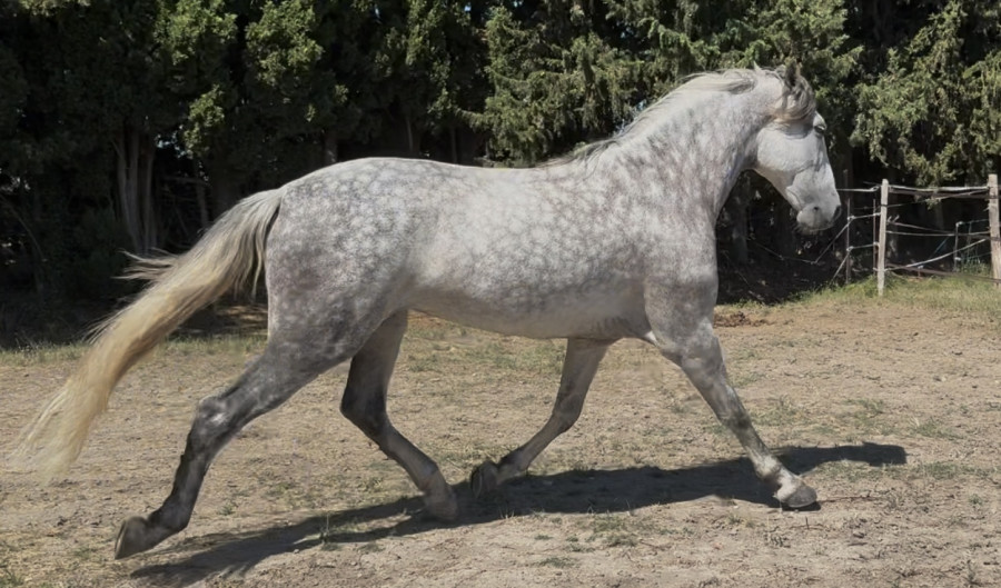 Vente de cheval : Burlon