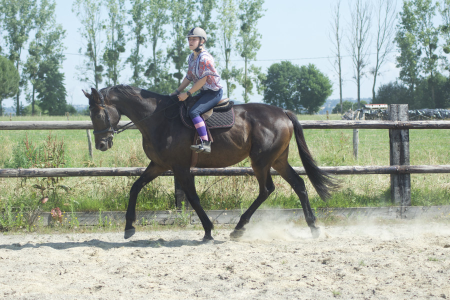 Vente de cheval : Zen Light