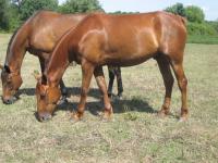 Vente de cheval : ivoir