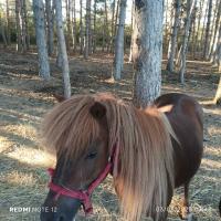 Vente de cheval : Alia orchide 