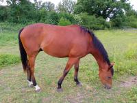 Vente de cheval : Arcabass 