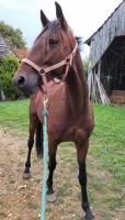 Vente de cheval : Marquisio 