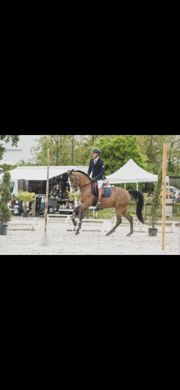 Vente de cheval : Galã 