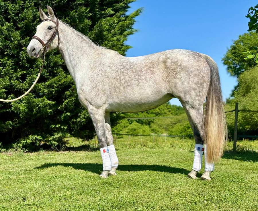 Vente de cheval : I Jaya de Malleret 
