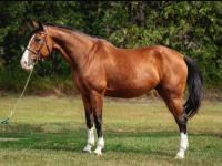 Vente de cheval : Charlene