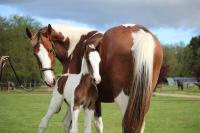 Vente de cheval : VIP du Plantey