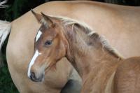 Vente de cheval : Vivaldi du Plantey