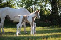 Vente de cheval : VEGAS DU PLANTEY