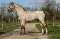 Vente de cheval : Phoenix du Plantey