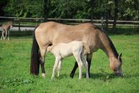 Vente de cheval : Versailles du Plantey