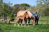 Vente de cheval : Vivaldi du Plantey