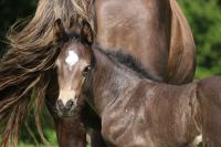Vente de cheval : V*** du plantey