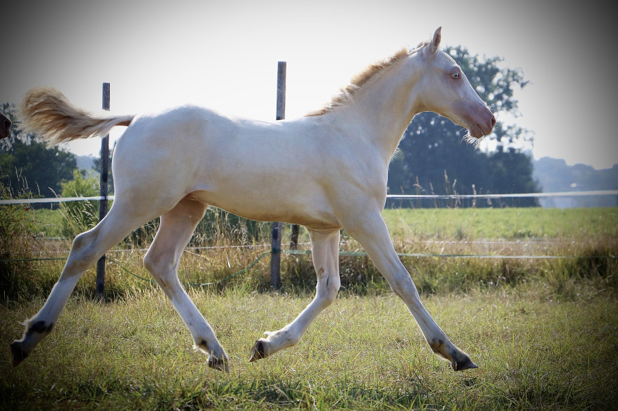 Vente de poney