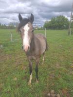 Vente de poney