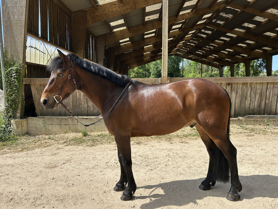 Vente de poney