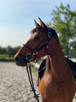 Vente de cheval : Nama 