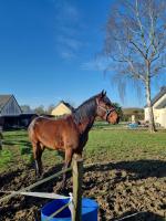 Vente de cheval : Dartagnan
