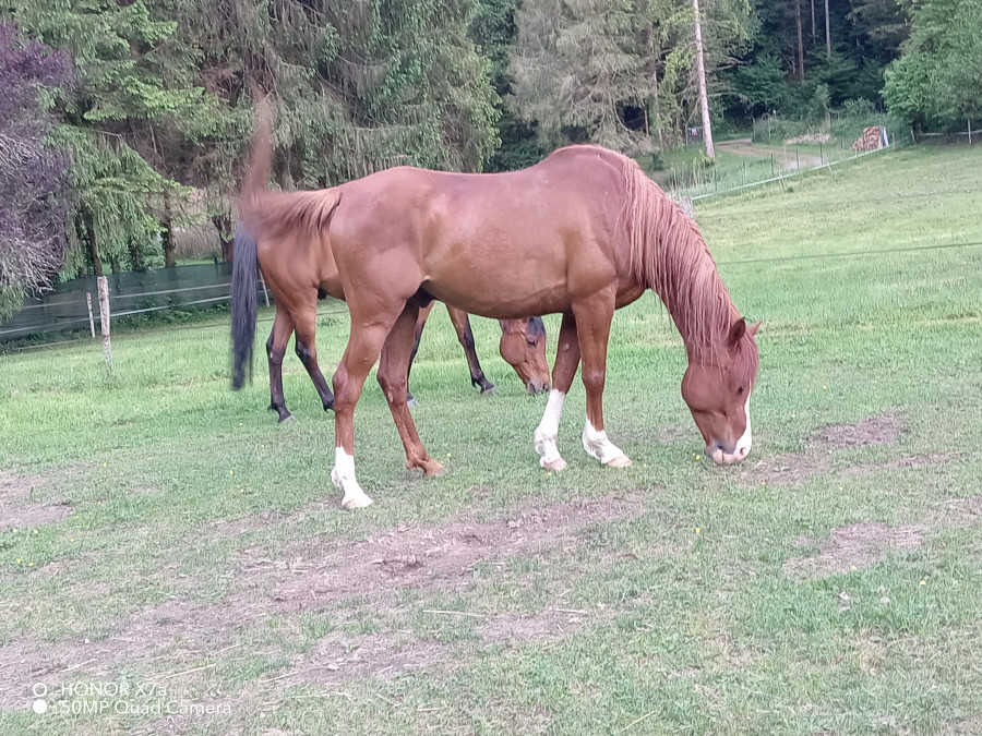 Vente de chevaux