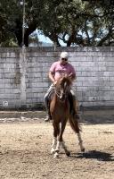 Vente de cheval : OPIO