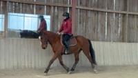 Vente de cheval : Landro de Cenves 