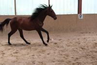 Vente de cheval : Rhita de Cenves 