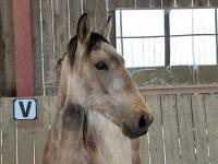 Vente de cheval : Orlando de Cenves 