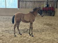 Vente de cheval : Unico de Cenves 