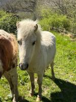 Vente de poney