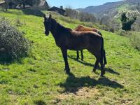 Vente de poney