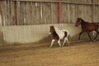 Vente de poney