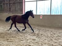 Vente de cheval : Tanais de Cenves