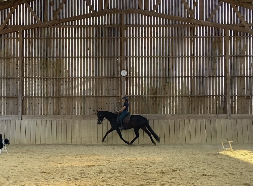 Vente de cheval : Furstin love