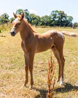 Vente de cheval : Paname de la Gronde