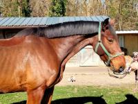 Vente de cheval : Jo