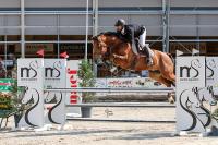 Vente de cheval : Amaron II