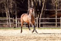Vente de cheval : ULISES Cas