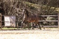 Vente de cheval : URANO Cas